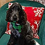 bandana, black, chair, cozy, cushion, cute, decor, dog, fur, gray, green, holiday, indoor, pet, portrait, puppy, red, sitting, snowflake_pattern, white_tail_tip
