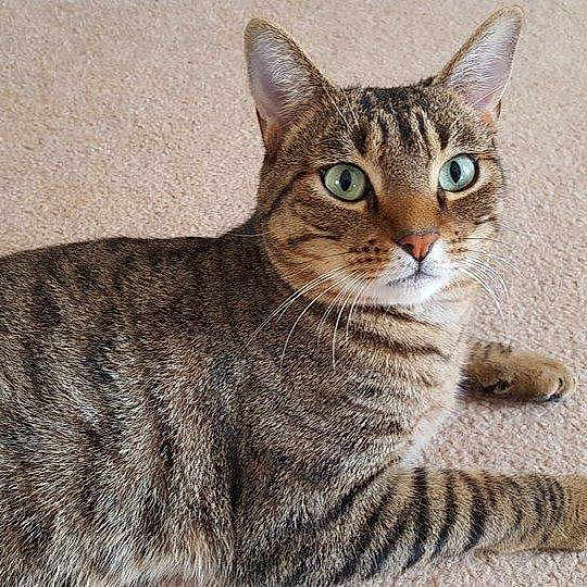 Gabriel