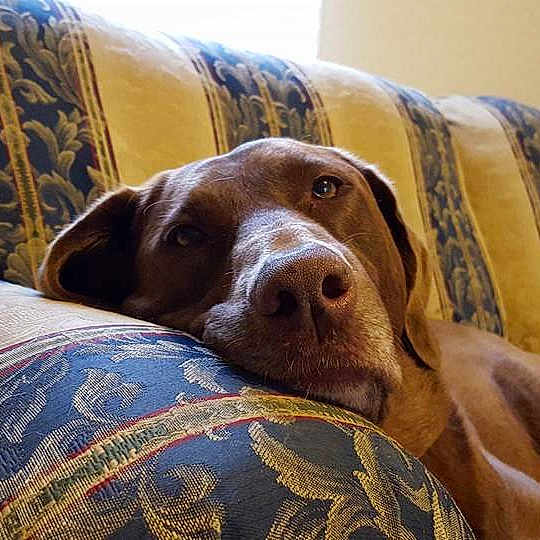 Penelope