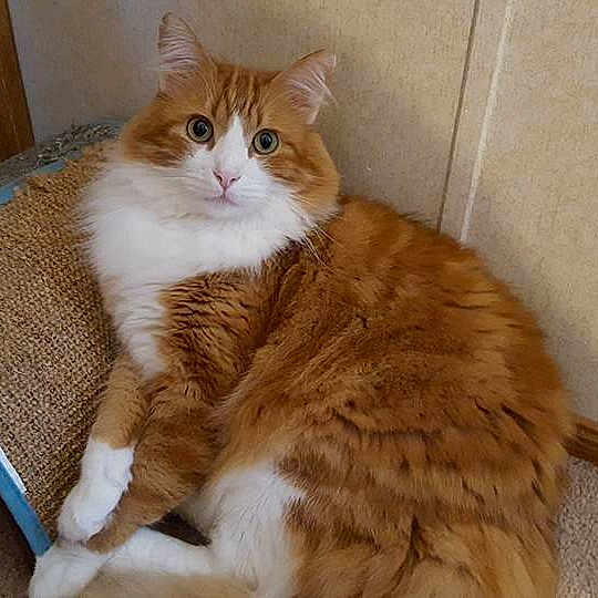 Heathcliff is registered to the contest to win money with this photo: