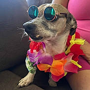 Bruno is registered to the contest to win money with this photo: dog, sunglasses, lei, flower_collar, pet, indoor, couch, person, pink_clothing, relaxed, closeup, whiskers, paw, cute, small_dog, accessory, portrait, colorful, funny, companion