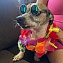 dog, sunglasses, lei, flower_collar, pet, indoor, couch, person, pink_clothing, relaxed, closeup, whiskers, paw, cute, small_dog, accessory, portrait, colorful, funny, companion