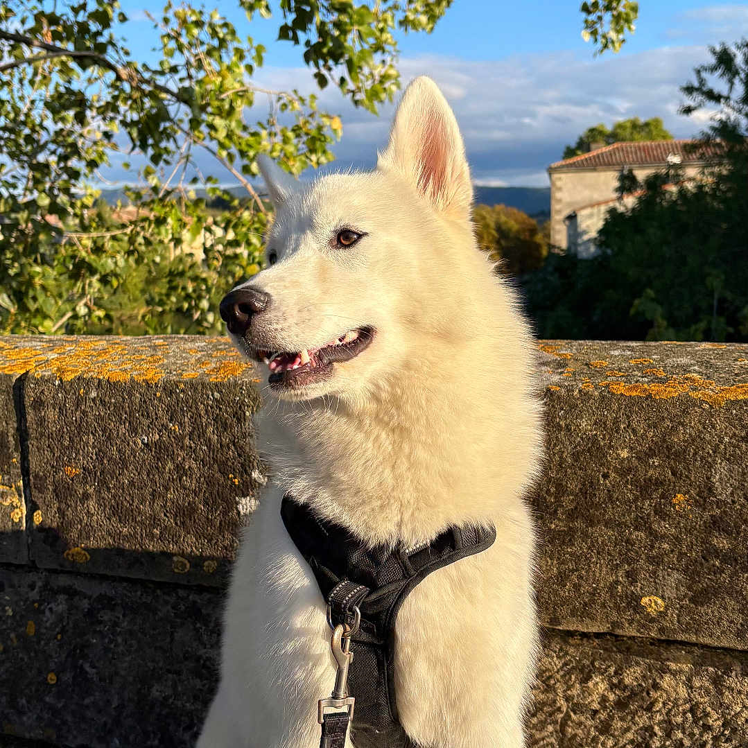 Valkyr participe au concours pour gagner de l'argent avec cette photo : animal, canine, cloud, daytime, dog, fur, harness, leafy_tree, leash, nature, outdoor, park, pet, shadow, sitting, sky, stone_wall, sunlight, tree, white_dog