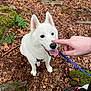 dog, white_dog, forest, leaves, moss, rocks, hand, tongue_out, happy_dog, outdoor, nature, walking, leash, shoe, playful, pet, canine, autumn, ground, closeup