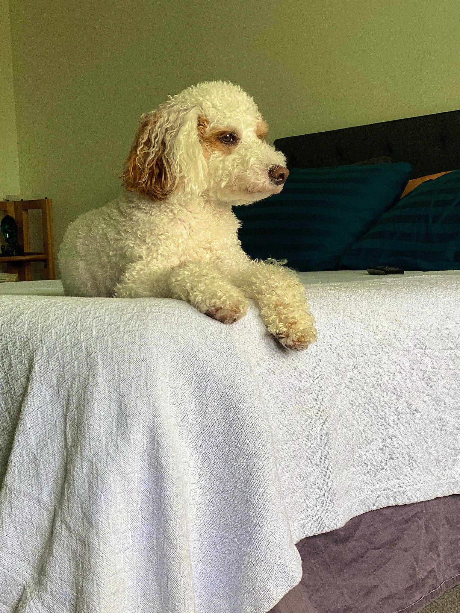 Rizzo joined the competition — help win amazing prizes! bedding, canidae, carnivore, comfort, companion_dog, dog, dog_breed, flooring, fur, labradoodle, linens, poodle, room, sporting_group, standard_poodle, toy, toy_dog, water_dog, wood, working_animal