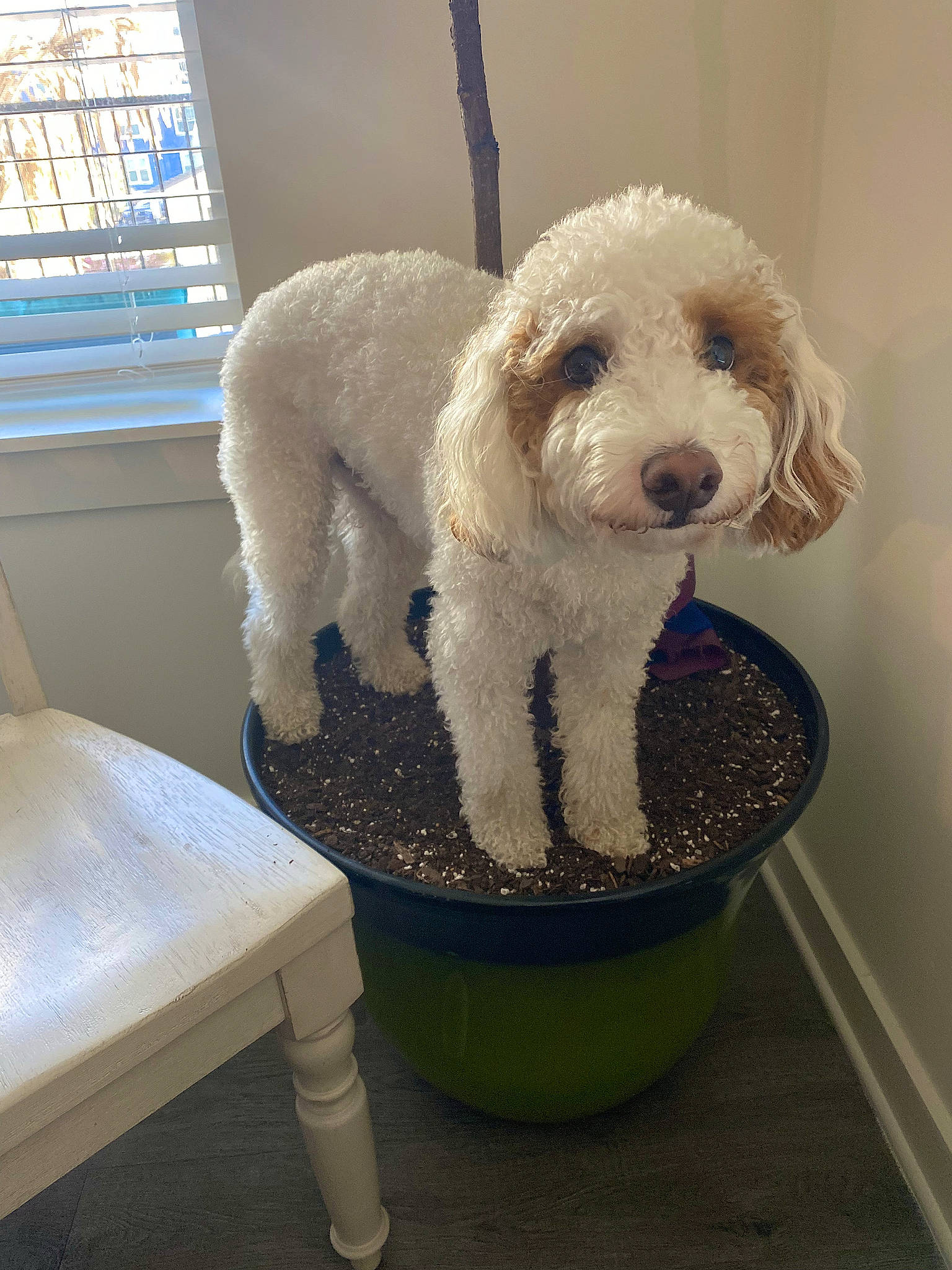 Rizzo is registered to the contest to win money with this photo: carnivore, chair, companion_dog, dog, dog_breed, flooring, fur, labradoodle, non_sporting_group, pet_supply, poodle, sporting_group, terrier, toy_dog, water_dog, window, working_animal