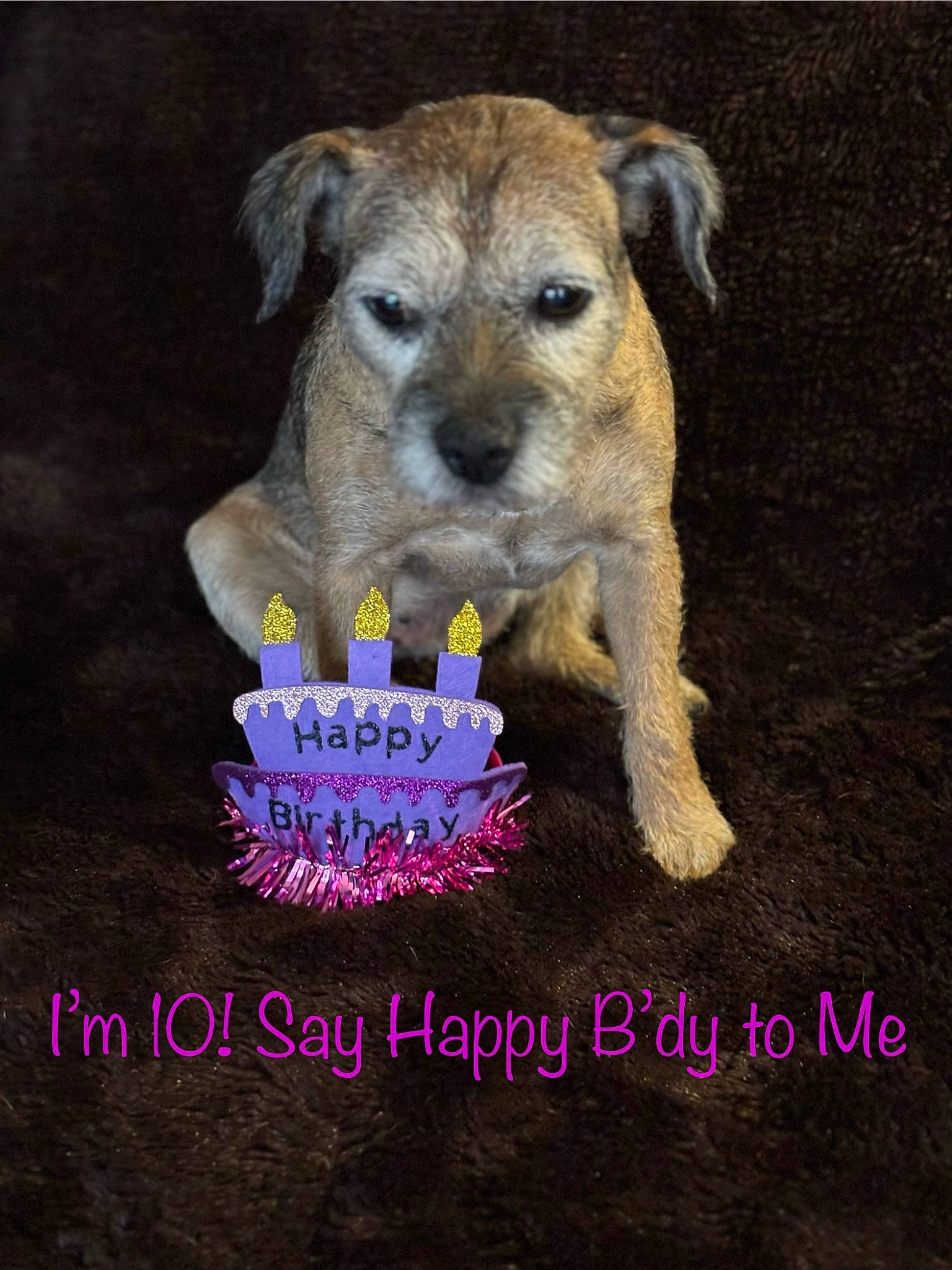 Ivy joined the competition — help win amazing prizes! art, companion_dog, dog, dog_breed, dog_supply, font, fur, happy, paw, photo_caption, terrestrial_animal, terrier