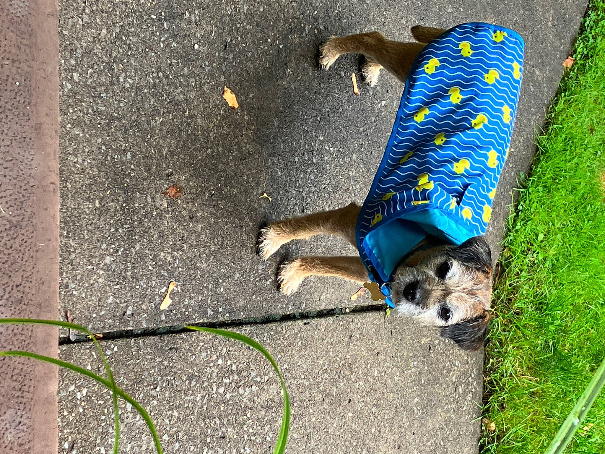 Ivy joined the competition — help win amazing prizes! asphalt, canidae, carnivore, companion_dog, concrete, dog, dog_breed, electric_blue, fashion_accessory, foot, grass, human_leg, leash, pet_supply, road_surface, shadow, sidewalk, sporting_group, tail, tar