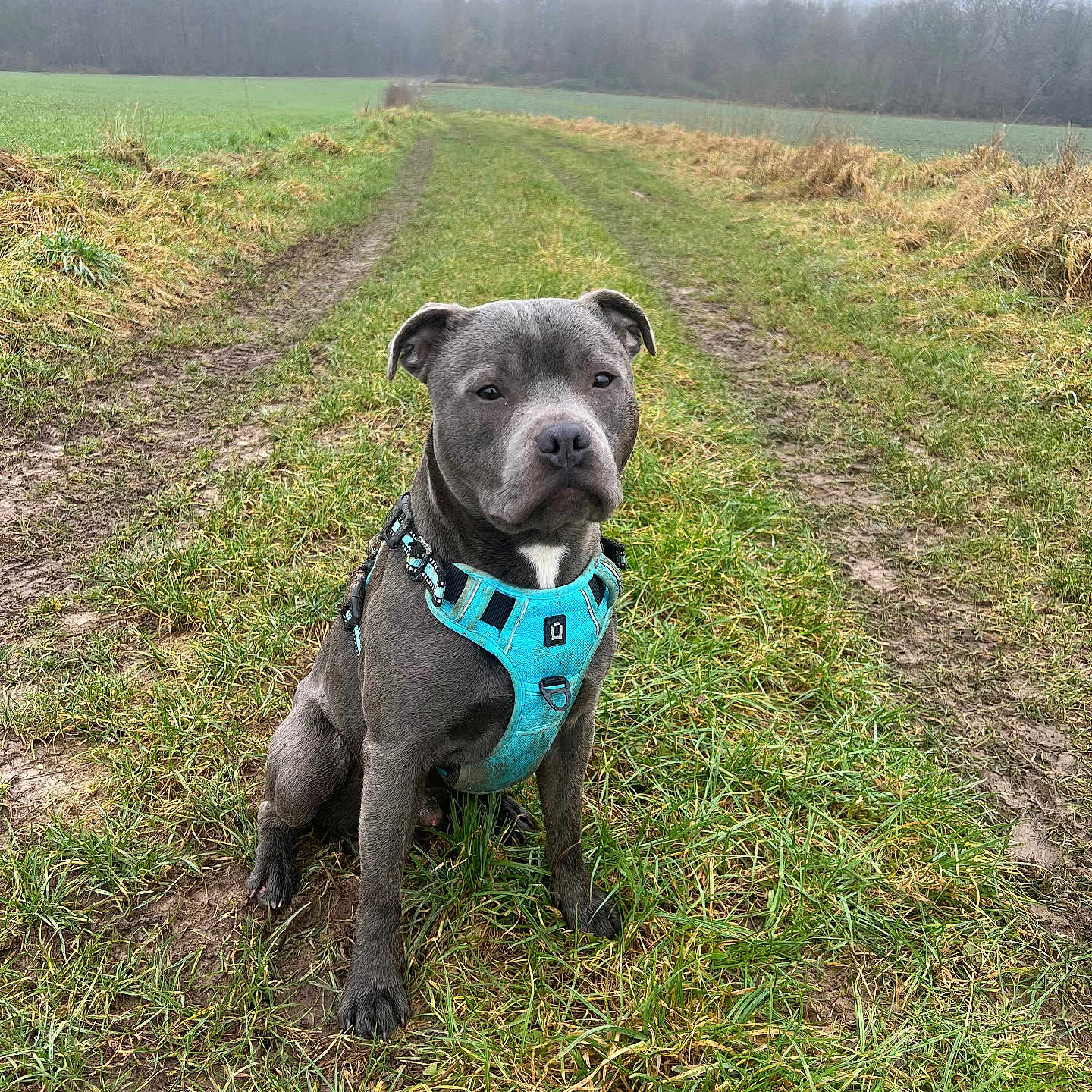 Koby participe au concours pour gagner de l'argent avec cette photo : accessories, animal, boxer, bulldog, canine, dog, field, frenchbulldog, grass, grassland, harness, labradorretriever, nature, outdoors, pet, pitbull, plant, puppy, snout, strap