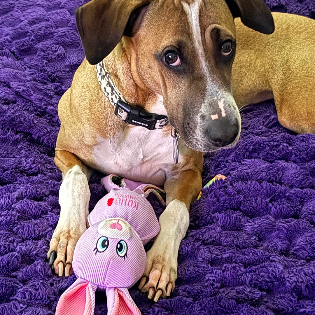 Nova Rose
