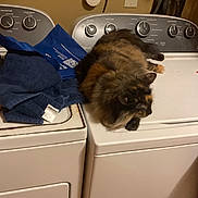 Brownie is registered to the contest to win money with this photo: cat, tortoiseshell, laundry_room, washing_machine, dryer, towels, household, furniture, pet, feline, indoor, domestic, furry, resting, appliance, hand, white, brown, orange, black
