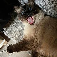 Molly is registered to the contest to win money with this photo: cat, pet, indoor, carpet, tongue_out, surprised_expression, blue_eyes, long_fur, whiskers, paw, mouth_open, playful, close_up, domestic_animal, floor_tile, backpack, yawning, fur_texture, ear, cute