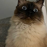 Molly joined the competition — help win amazing prizes! cat, pet, blue_eyes, whiskers, fluffy_fur, long_hair, close_up, portrait, indoor, stairs, cream_fur, dark_mask, round_eyes, surprised_expression, ears, nose, chest_fluff, fur_texture, domestic_animal, colorpoint