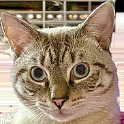 Oliver joined the competition — help win amazing prizes! cat, close_up, wide_eyes, ears, fur, whiskers, pet, animal, indoor, face, portrait, curious, cute, domestic_cat, looking, focus, soft_light, mammal, feline, alert