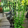 Kilo is registered to the contest to win money with this photo: animal, cat, closeup, collar, curious, daylight, fence, flower, garden, green_leaves, greenery, nature, outdoor, pet, plant, potted_plant, tabby_cat, whiskers, wooden_deck, yellow_flower