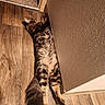 Kilo joined the competition — help win amazing prizes! animal, brown, cat, corner, cozy, feline, flooring, fluffy, fur, indoor, long_tail, paws, pet, relaxed, sleeping, stretched_out, tabby_cat, textured_wall, wall, wooden_floor