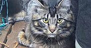 Kilo joined the competition — help win amazing prizes! animal, cat, closeup, collar, curious, daylight, ears, feline, fur, nature, outdoor, pet, relaxing, resting, string_lights, tabby, texture, whiskers, wooden_deck, yellow_eyes