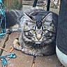 animal, cat, closeup, collar, curious, daylight, ears, feline, fur, nature, outdoor, pet, relaxing, resting, string_lights, tabby, texture, whiskers, wooden_deck, yellow_eyes