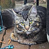 animal, cat, close_up, collar, curious, daylight, ears, feline, fur, nature, outdoor, pet, pine_cones, relaxed, sitting, string_lights, tabby, whiskers, wooden_deck, yellow_eyes