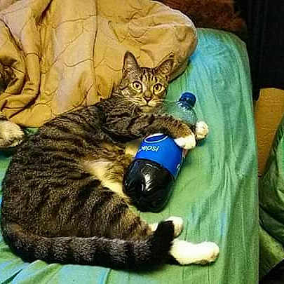 Starlett joined the competition — help win amazing prizes! american_shorthair, asian, bengal, california_spangled, carnivore, cat, domestic_short_haired_cat, dragon_li, egyptian_mau, european_shorthair, felidae, german_rex, kitten, mammal, ocicat, pixie_bob, small_to_medium_sized_cats, tabby_cat, toyger, whiskers