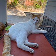 Timmy joined the competition — help win amazing prizes! cat, white_cat, orange_markings, long_tail, animal, pet, feline, lounging, relaxed, outdoor, porch, sunlight, red_floor, brick_wall, fence, house, yard, paws, ears, portrait
