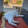 cat, white_cat, orange_markings, long_tail, animal, pet, feline, lounging, relaxed, outdoor, porch, sunlight, red_floor, brick_wall, fence, house, yard, paws, ears, portrait