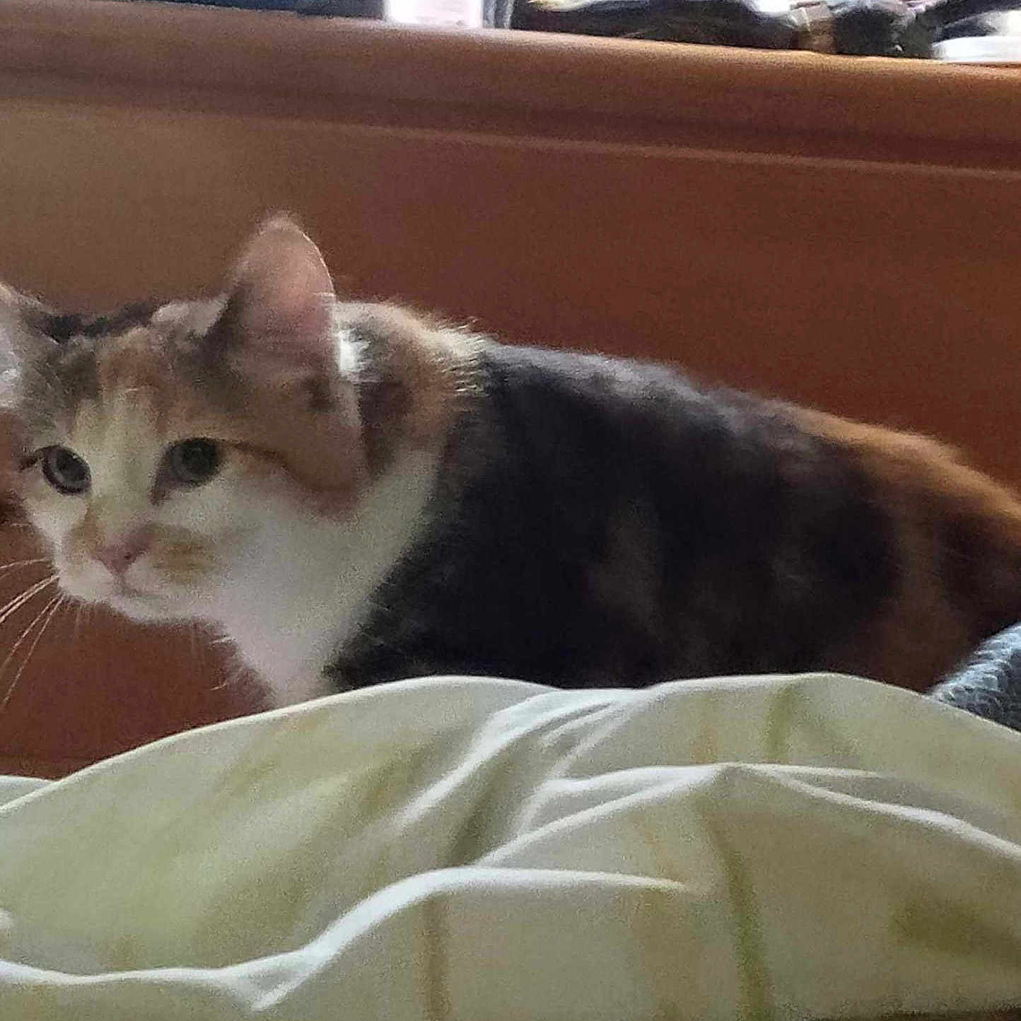 Boie Boy is registered to the contest to win money with this photo: abyssinian, animal, bed, bedroom, blanket, cat, couch, cushion, furniture, homedecor, indoors, kitten, laundry, machine, manx, person, pet, room, sleeping, wheel