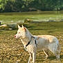 Laika participe au concours pour gagner de l'argent avec cette photo : alert, animal, canine, daylight, dog, forest, greenery, leash, natural_light, nature, outdoor, peaceful, pet, river, shallow_water, side_view, standing, summer, water, wet_fur