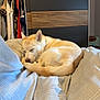 Laika participe au concours pour gagner de l'argent avec cette photo : bed, bedding, bedroom, closet, clothes, cozy, curled_up, dog, fur, furniture, hanger, indoor, pet, relaxed, resting, sleeping, striped, suitcase, tan, white