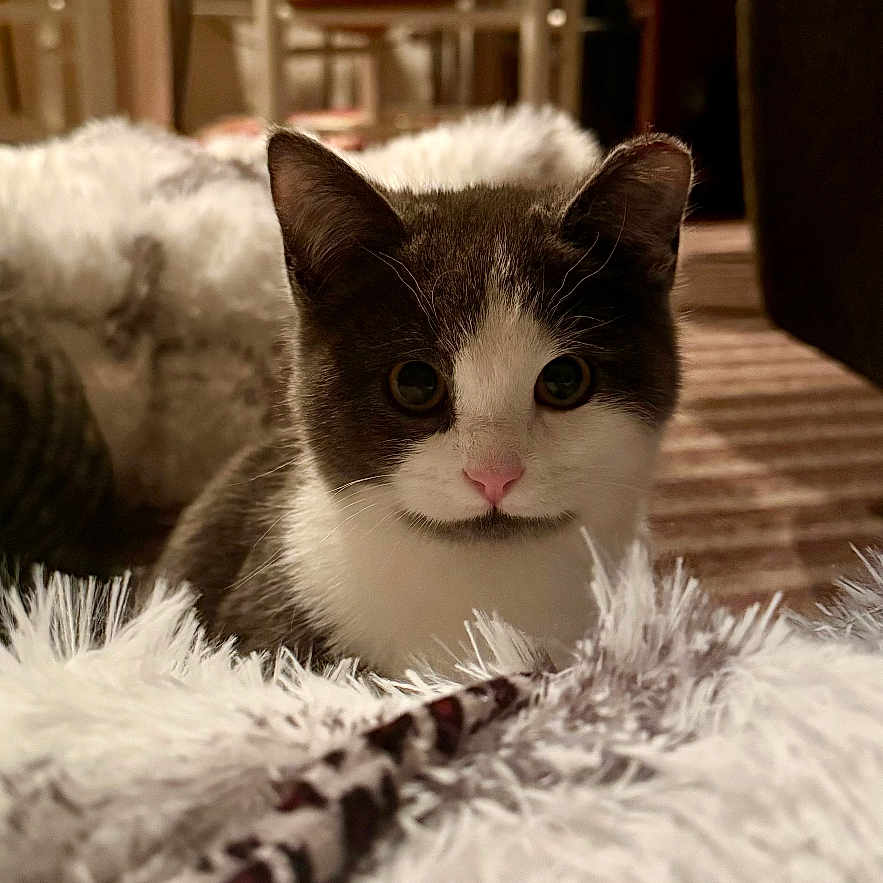 Charlie joined the competition — help win amazing prizes! animal, background_blur, cat, chair, close_up, cozy, curious, cute, ears, floor, fluffy_blanket, furniture, gray_and_white, home, indoor, kitten, nose, pet, soft_texture, whiskers