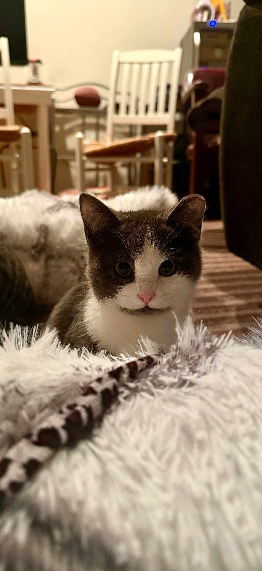 Charlie joined the competition — help win amazing prizes! kitten, cat, gray_and_white, curious, fluffy_blanket, indoor, home, furniture, chair, soft_texture, close_up, pet, animal, cute, whiskers, nose, ears, floor, cozy, background_blur
