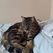 Minouchette participe au concours pour gagner de l'argent avec cette photo : animal, bed, blanket, cat, cozy, cute, cute_pet, domestic_cat, feline, fur, indoor, laying, mammal, paws, pet, relaxed, resting, sleepy, tabby_cat, whiskers