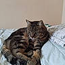 animal, bed, blanket, cat, cozy, cute, cute_pet, domestic_cat, feline, fur, indoor, laying, mammal, paws, pet, relaxed, resting, sleepy, tabby_cat, whiskers