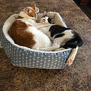 Tot And Georgia is registered to the contest to win money with this photo: cat, cats, pet_bed, sleeping, snuggling, orange_and_white_cat, black_and_white_cat, feline, cozy, nap, indoor, kitchen, countertop, fur, animal, cute, relaxing, companion, resting, domestic_animal