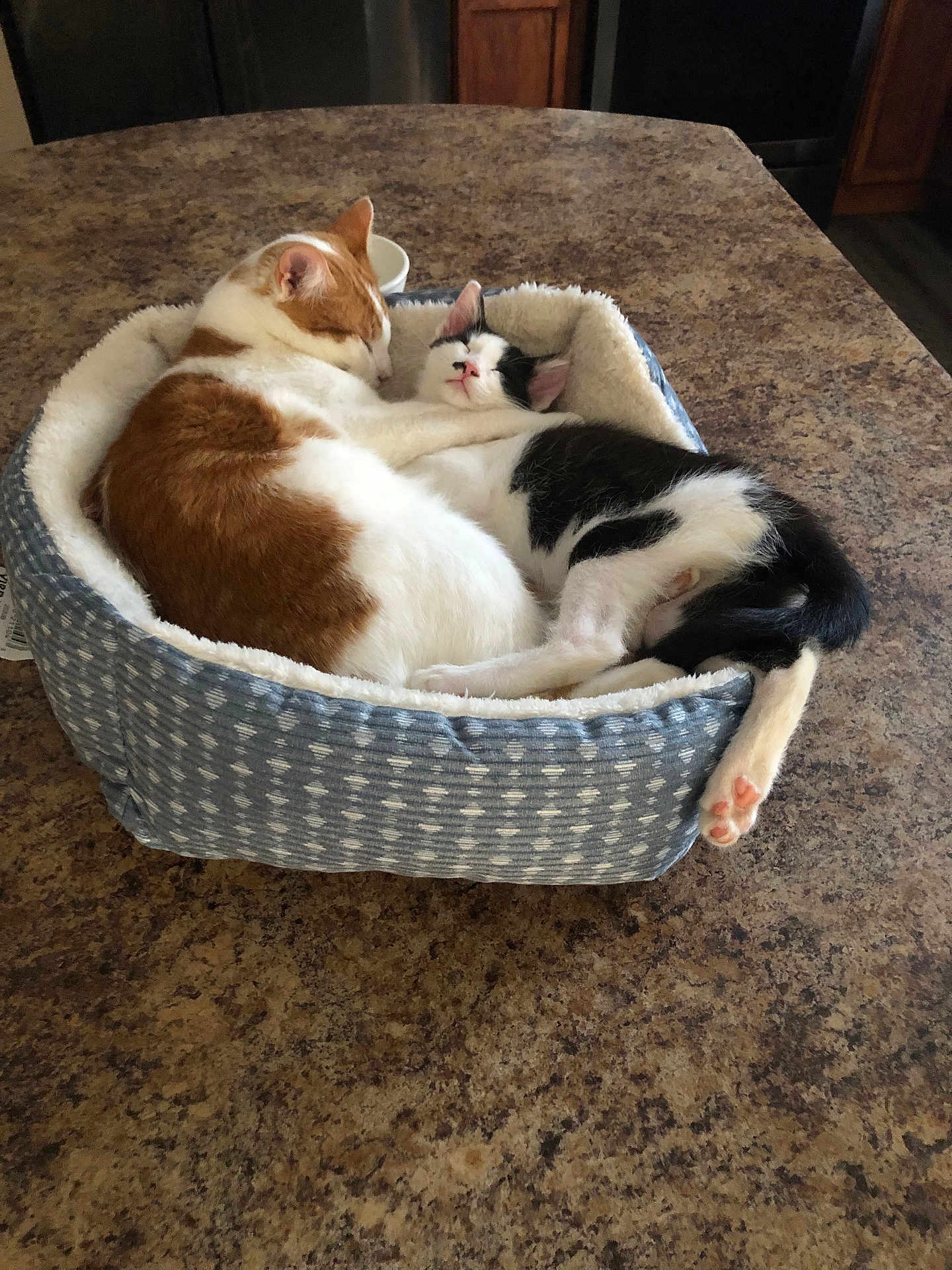 Tot And Georgia is registered to the contest to win money with this photo: cat, cats, pet_bed, sleeping, snuggling, orange_and_white_cat, black_and_white_cat, feline, cozy, nap, indoor, kitchen, countertop, fur, animal, cute, relaxing, companion, resting, domestic_animal