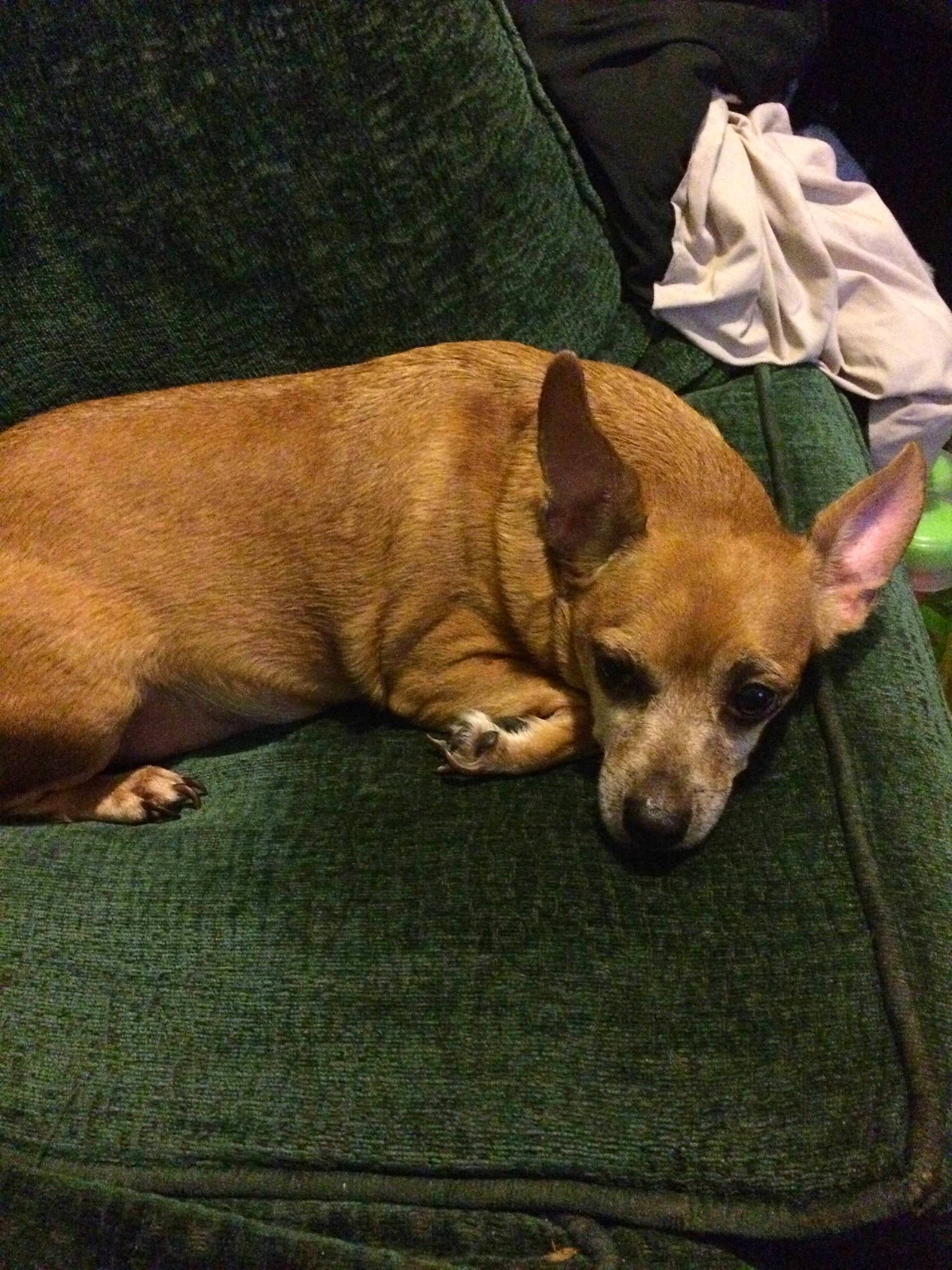 Scrappy joined the competition — help win amazing prizes! canidae, carnivore, chihuahua, comfort, companion_dog, corgi_chihuahua, dog, dog_breed, fawn, fur, nap, non_sporting_group, puppy, sleep, snout, sporting_group, terrestrial_animal, toy_dog, whiskers, working_animal