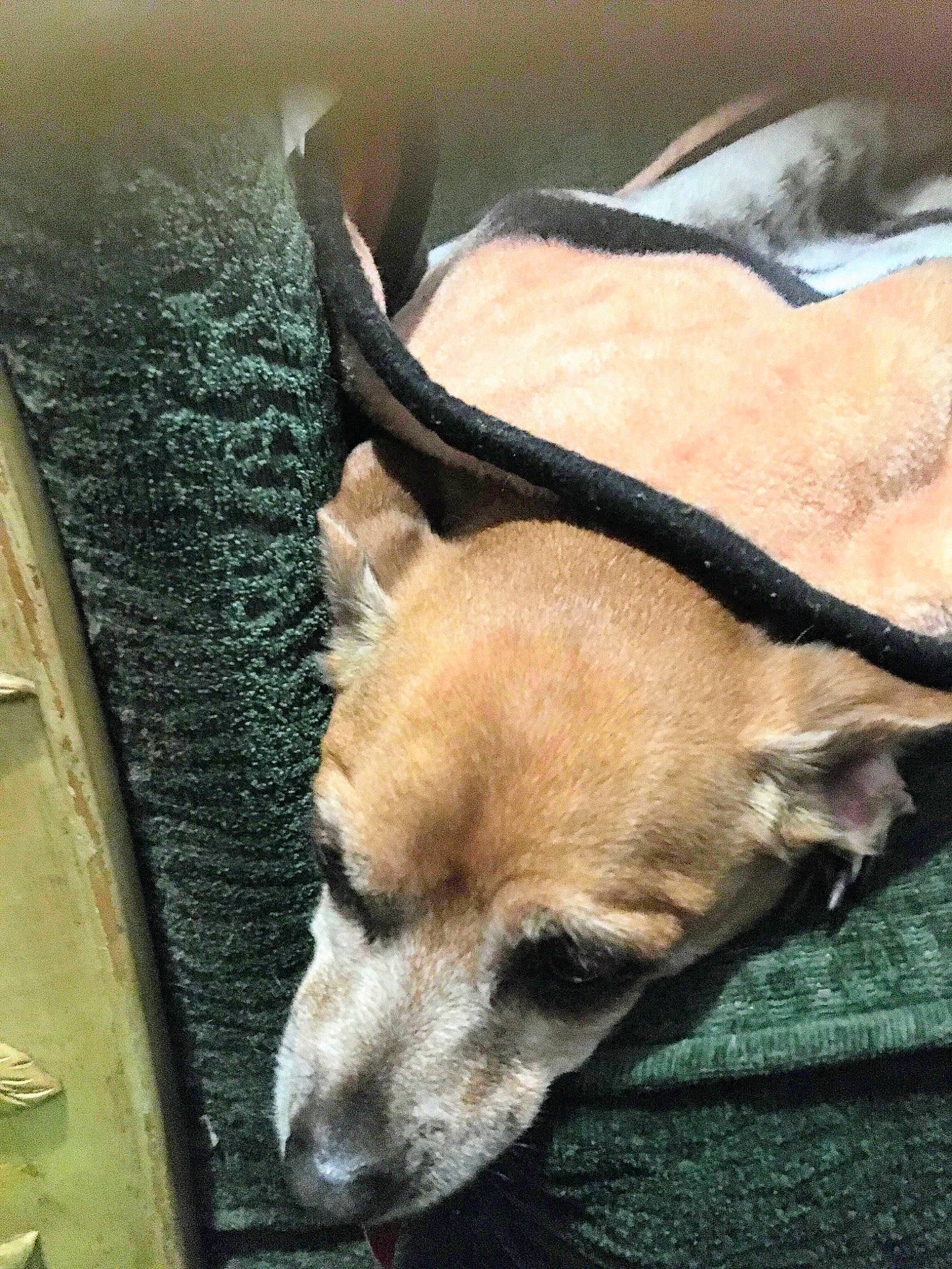 Scrappy joined the competition — help win amazing prizes! canidae, carnivore, collar, comfort, companion_dog, dog, dog_breed, dog_collar, dog_supply, fawn, fur, leash, nap, paw, snout, sporting_group, toy_dog, vehicle_door, whiskers, window