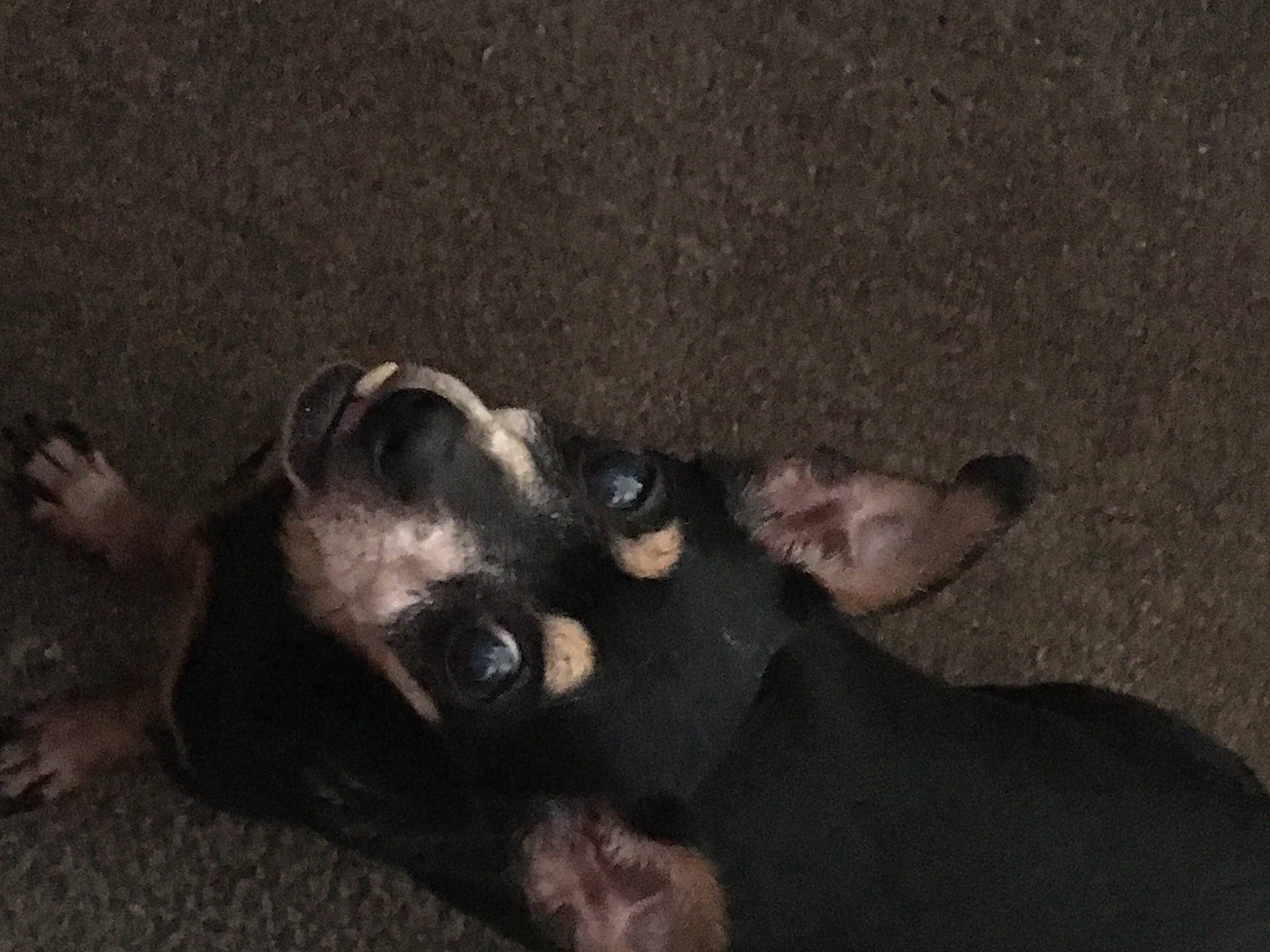 Chikis joined the competition — help win amazing prizes! borador, canidae, carnivore, comfort, companion_dog, dog, dog_breed, fawn, felidae, fur, liver, non_sporting_group, paw, snout, sporting_group, tail, terrestrial_animal, tints_and_shades, watch, working_animal