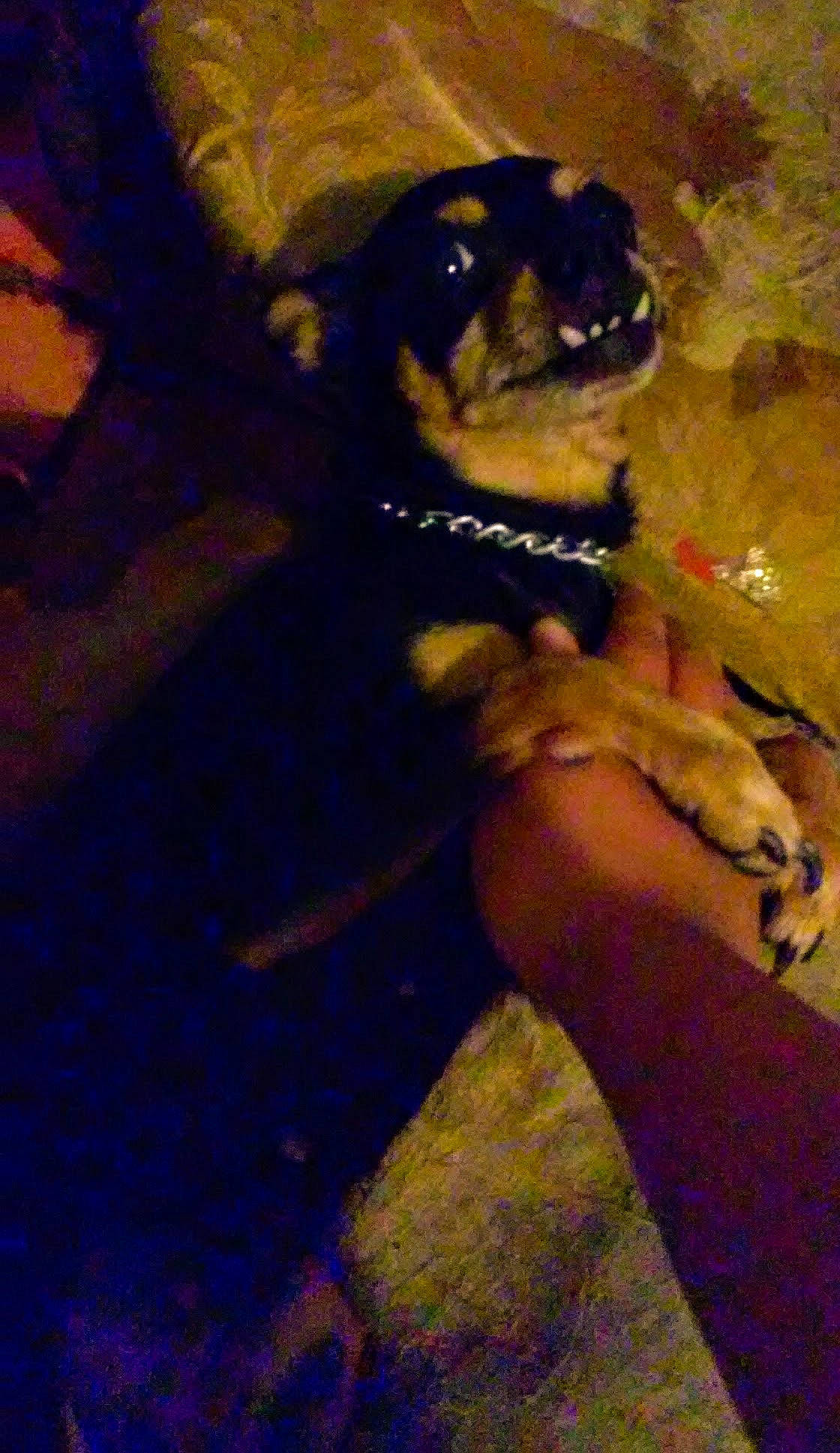 Chikis joined the competition — help win amazing prizes! canidae, carnivore, companion_dog, dog, dog_breed, electric_blue, fawn, fur, gesture, human_leg, nail, paw, pug, snout, sporting_group, terrestrial_animal, thumb, toy_dog, working_animal, wrist