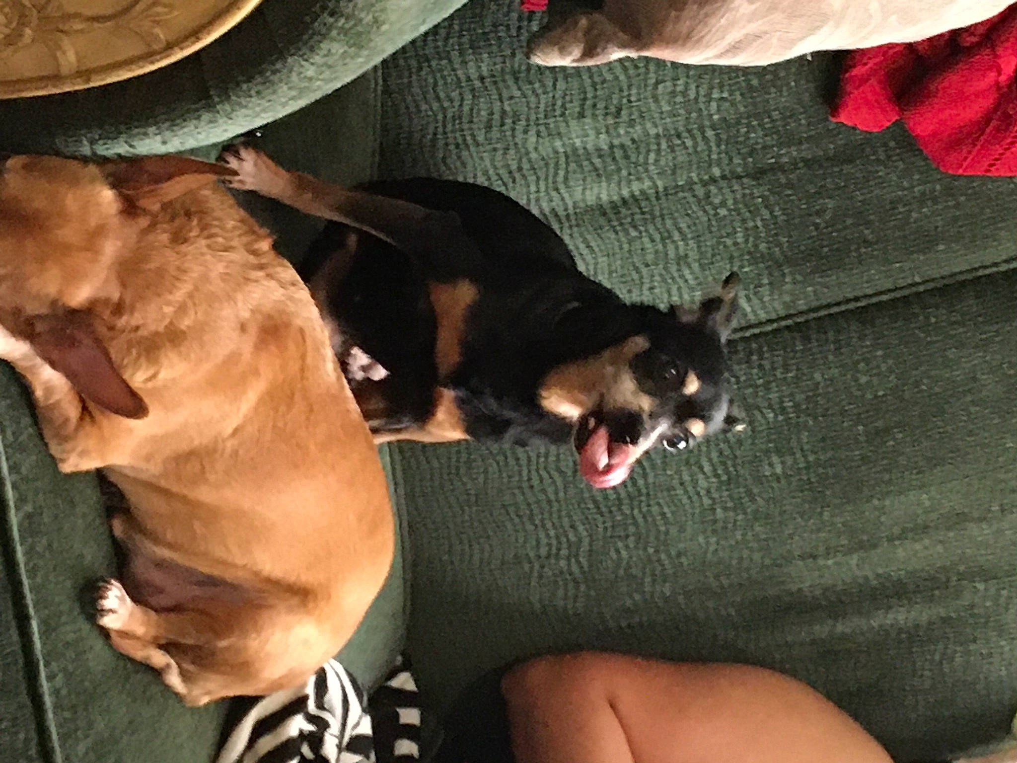 Chikis joined the competition — help win amazing prizes! carnivore, comfort, companion_dog, dog, dog_breed, ear, elbow, fawn, fedora, felidae, gesture, human_leg, lap, paw, small_to_medium_sized_cats, snout, sporting_group, tail, toy_dog, whiskers