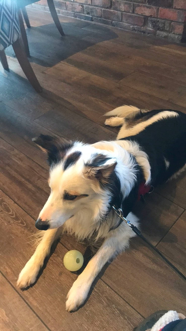 Spot is registered to the contest to win money with this photo: border_collie, canidae, carnivore, companion_dog, dog, dog_breed, floor, flooring, foot, fur, hardwood, herding_dog, paw, snout, sporting_group, tail, whiskers, wood, working_animal, working_dog
