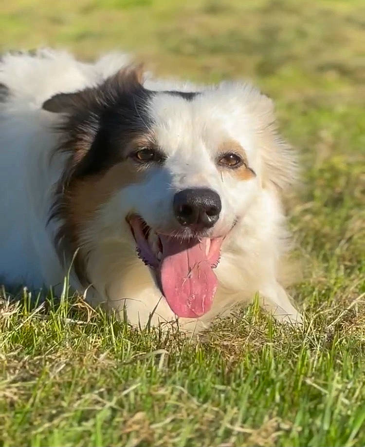 Spot joined the competition — help win amazing prizes! border_collie, canidae, carnivore, companion_dog, dog, dog_breed, grass, plant, recreation, snout, sporting_group, terrestrial_animal, whiskers, working_dog