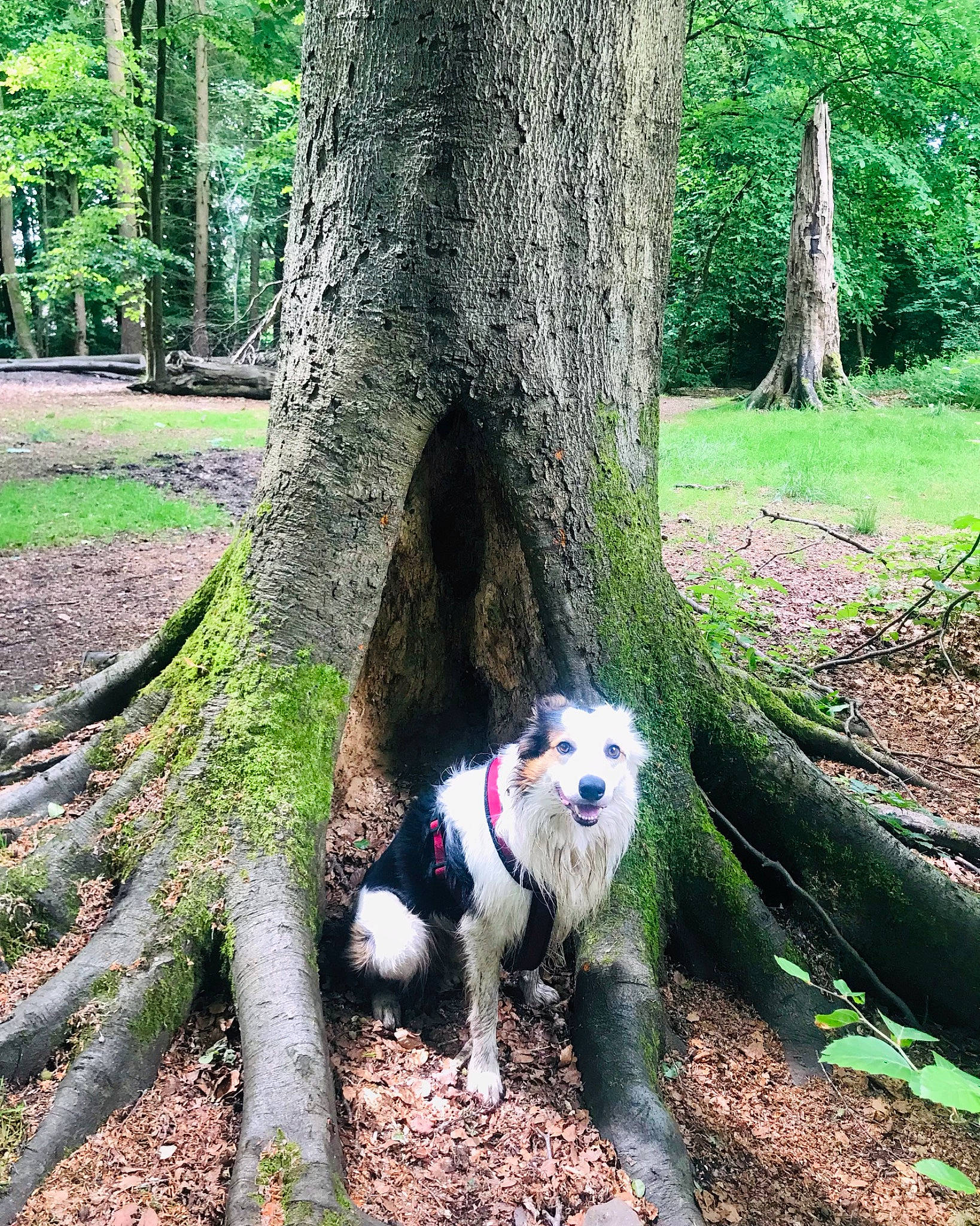 Spot joined the competition — help win amazing prizes! branch, carnivore, companion_dog, dog, dog_breed, fawn, forest, grass, green, groundcover, natural_landscape, people_in_nature, plant, tail, terrestrial_plant, tree, trunk, wood, woodland, woody_plant