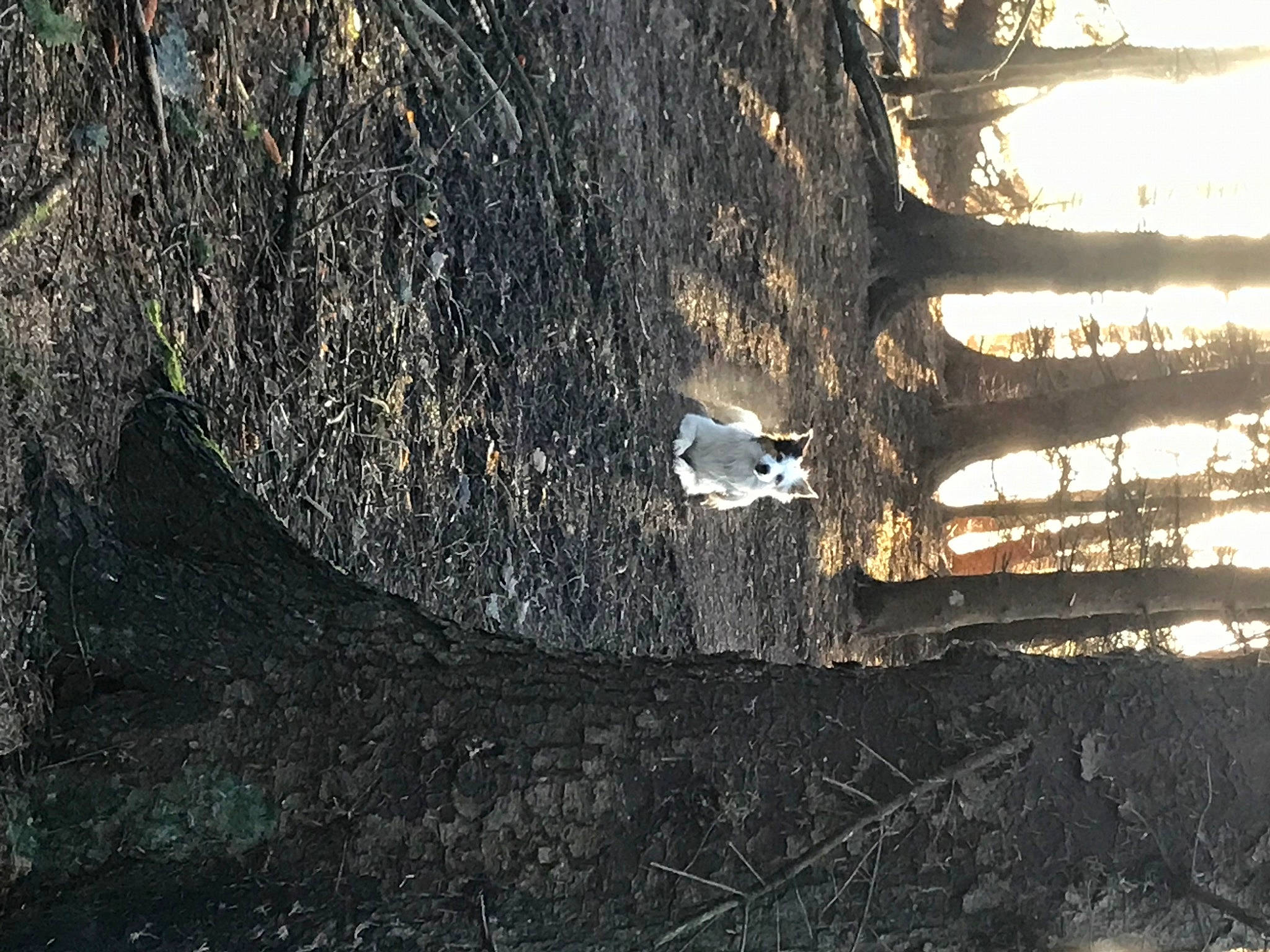 Spot joined the competition — help win amazing prizes! branch, deciduous, forest, grass, landscape, plant, reflection, shade, shadow, sky, soil, street_light, tints_and_shades, tree, trunk, twig, water, window, winter, wood