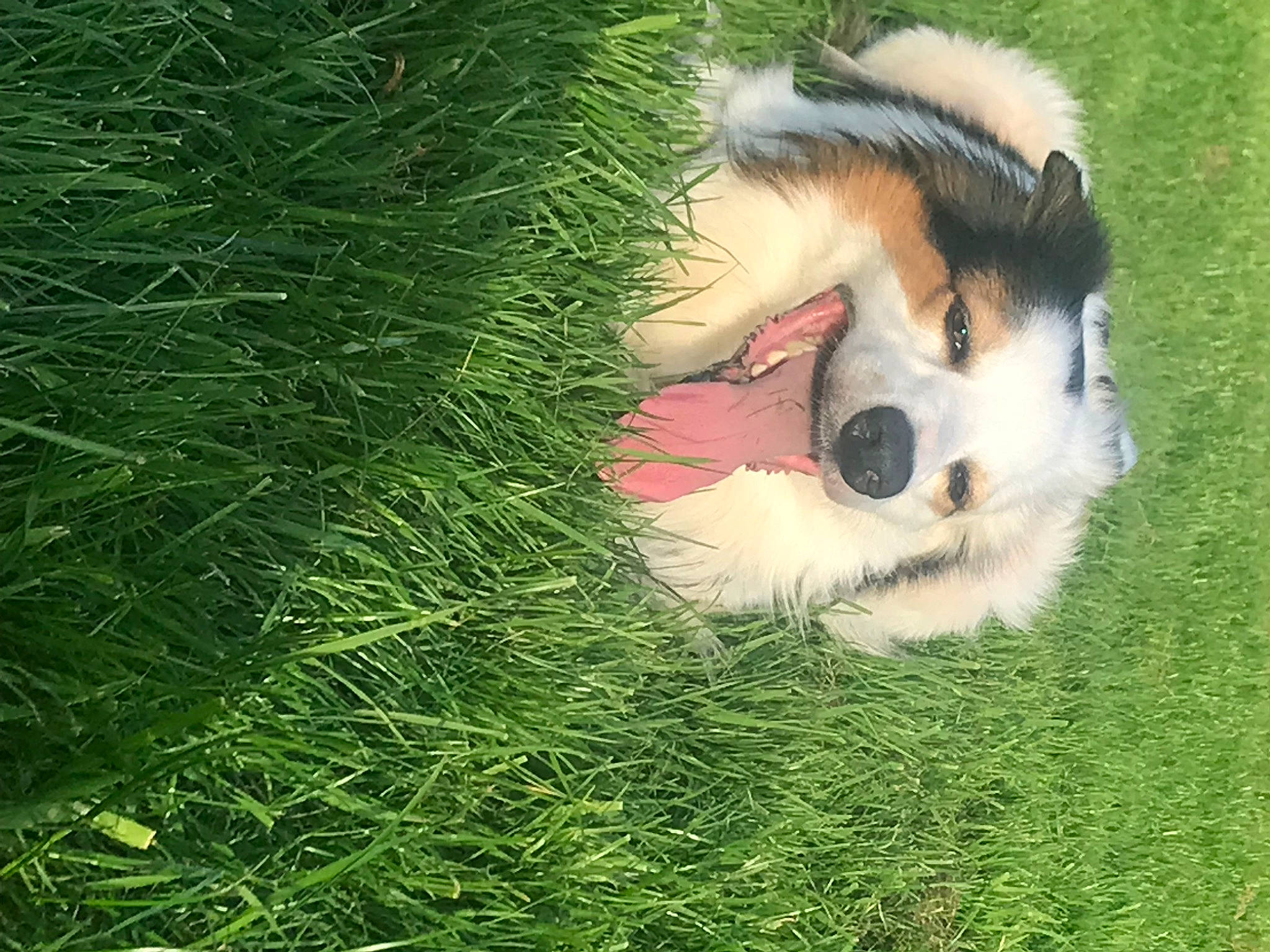 Spot is registered to the contest to win money with this photo: canidae, carnivore, collie, companion_dog, dog, dog_breed, fawn, fur, grass, happy, herding_dog, rough_collie, scotch_collie, shetland_sheepdog, snout, sporting_group, tail, toy, whiskers, working_dog