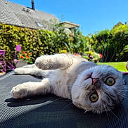 Utopia a rejoint le concours — aidez-le/la à gagner de superbes lots ! blue_sky, cat, closeup, curious, daylight, feline, flowers, fluffy, garden, greenery, house, lying_down, nature, nose, outdoor, paw, pet, relaxed, sunny, whiskers