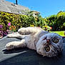 blue_sky, cat, closeup, curious, daylight, feline, flowers, fluffy, garden, greenery, house, lying_down, nature, nose, outdoor, paw, pet, relaxed, sunny, whiskers