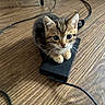 Glouton a rejoint le concours — aidez-le/la à gagner de superbes lots ! kitten, cat, tabby, pet, animal, cute, small, floor, wood, electronics, cable, device, indoor, fur, whiskers, curious, sitting, young, adorable, closeup