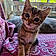 Glouton