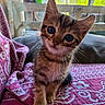 Glouton a rejoint le concours — aidez-le/la à gagner de superbes lots ! kitten, cat, tabby, indoor, blanket, patterned, curious, fur, whiskers, cute, pet, animal, young, small, sitting, head_tilt, natural_light, cozy, closeup, eyes